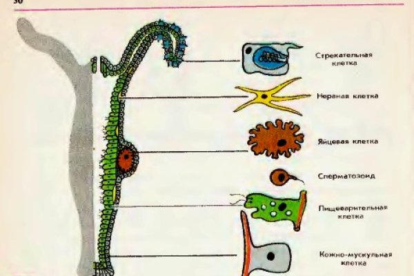 Кракен почему не заходит